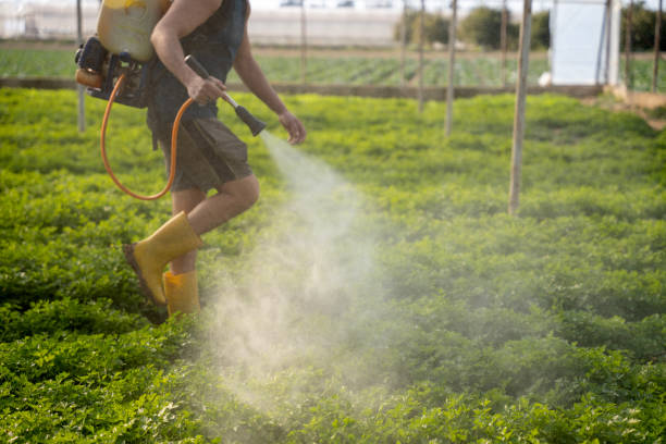 Best Affordable Pest Control Services  in Kerrville, TX
