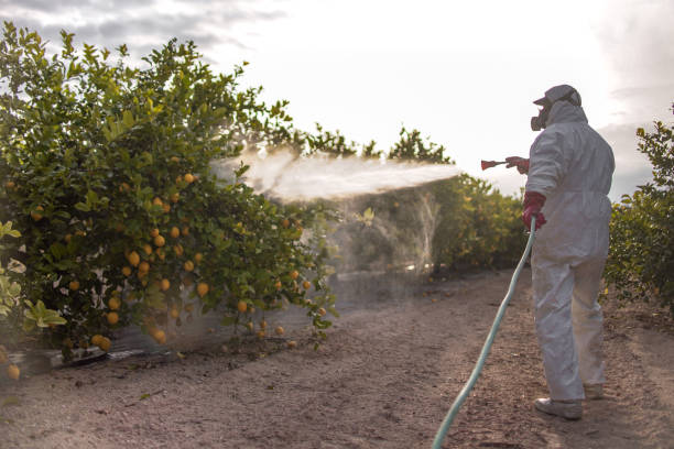 Best Termite Control Services  in Kerrville, TX
